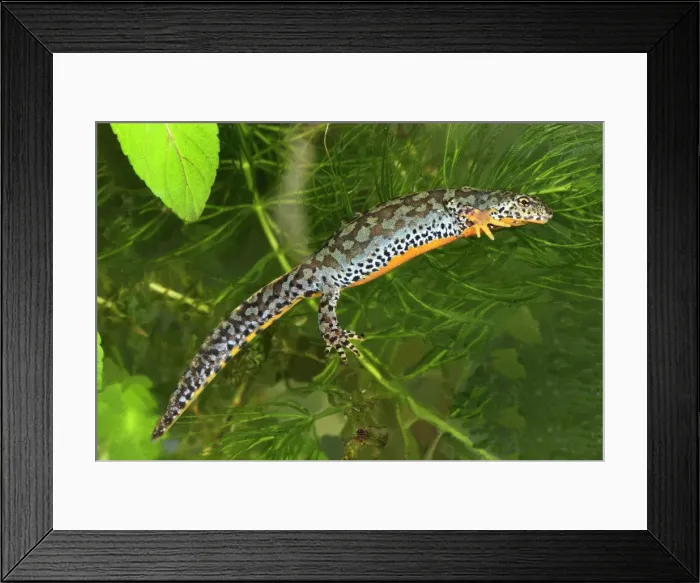 Framed Print : Alpine Newt - female - Switzerland Framed Print : Alpine Newt - female - Switzerland