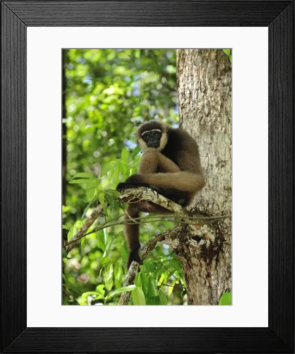 Framed Print : Agile Gibbon / Black-handed Gibbon - Tanjung Puting National Park - Kalimantan - Borneo - Indonesia Framed Print : Agile Gibbon / Black-handed Gibbon - Tanjung Puting National Park - Kalimantan - Borneo - Indonesia