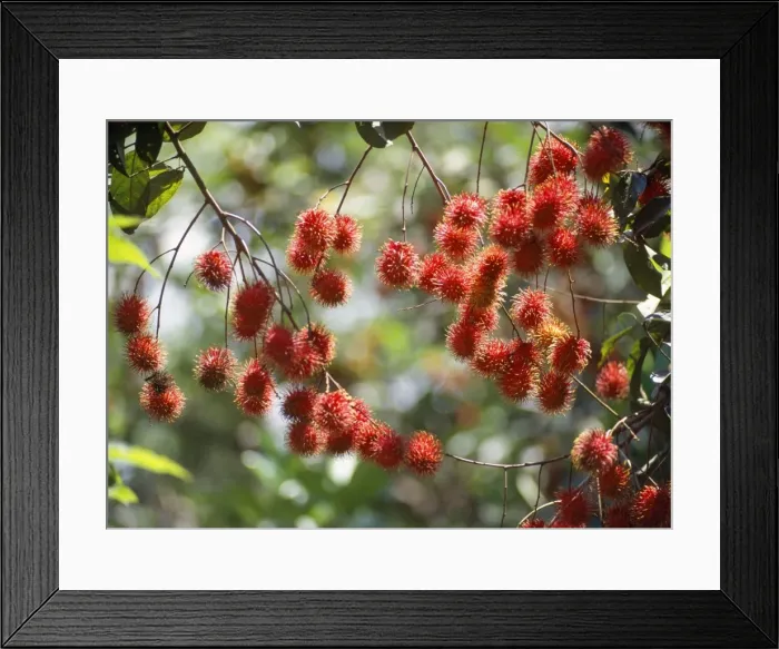 Framed Print : Rambuton Fruit - Malaysia Framed Print : Rambuton Fruit - Malaysia