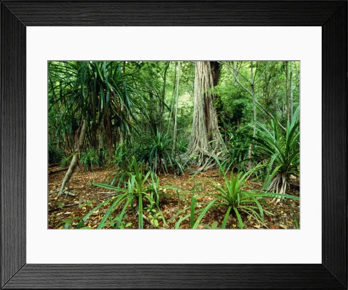 Framed Print : Christmas Island JPF 9826 Lower terrace forest. Indian Ocean (Australian Territory) Pandanus sp. & Ficus sp. © Jean-Paul Ferrero / ardea. com Framed Print : Christmas Island JPF 9826 Lower terrace forest. Indian Ocean (Australian Territory) Pandanus sp. & Ficus sp. © Jean-Paul Ferrero / ardea. com