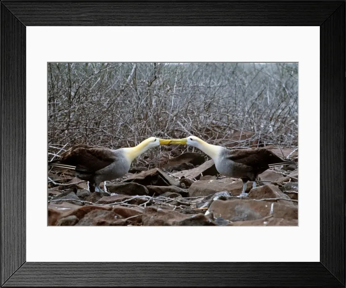 Framed Print : Waved Albatross - courtship display - Hood Island, Galapagos Islands AU-1503 Framed Print : Waved Albatross - courtship display - Hood Island, Galapagos Islands AU-1503