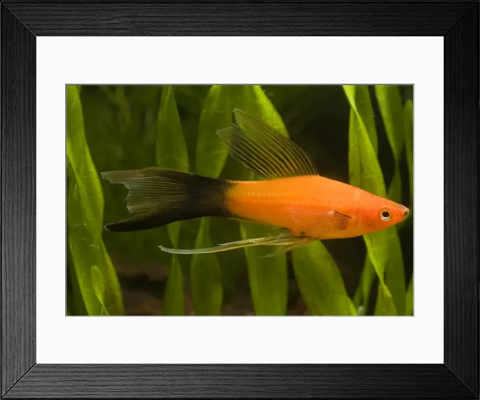 Framed Print : Swordtail. LA-9508. Swordtail. Xiphophorus helleri. Jean-Michel Labat. Framed Print : Swordtail. LA-9508. Swordtail. Xiphophorus helleri. Jean-Michel Labat.