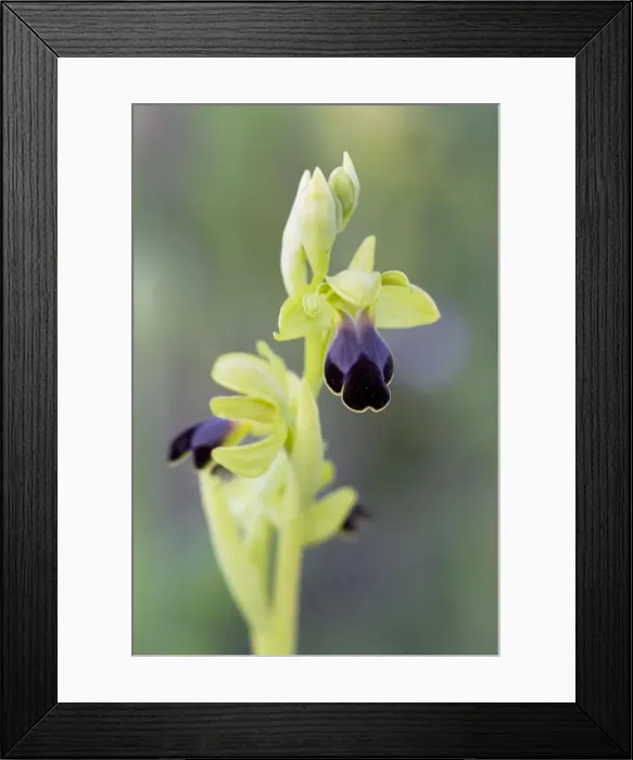 Framed Print : Brown Bee Orchid Framed Print : Brown Bee Orchid