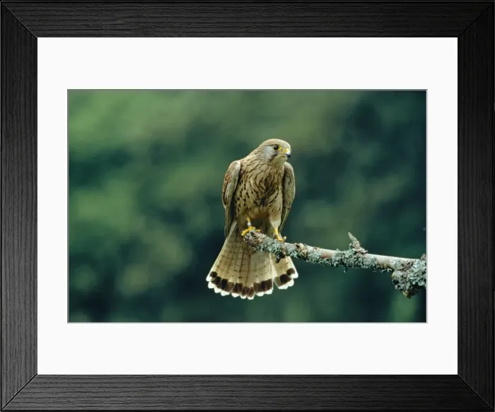 Framed Print : Kestrel RJCB 839 Falco tinnunculus © R. J. C. Blewitt / ardea. com Framed Print : Kestrel RJCB 839 Falco tinnunculus © R. J. C. Blewitt / ardea. com