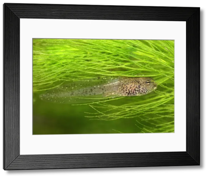 Framed Print : European Common Frog - tadpole - Switzerland Framed Print : European Common Frog - tadpole - Switzerland