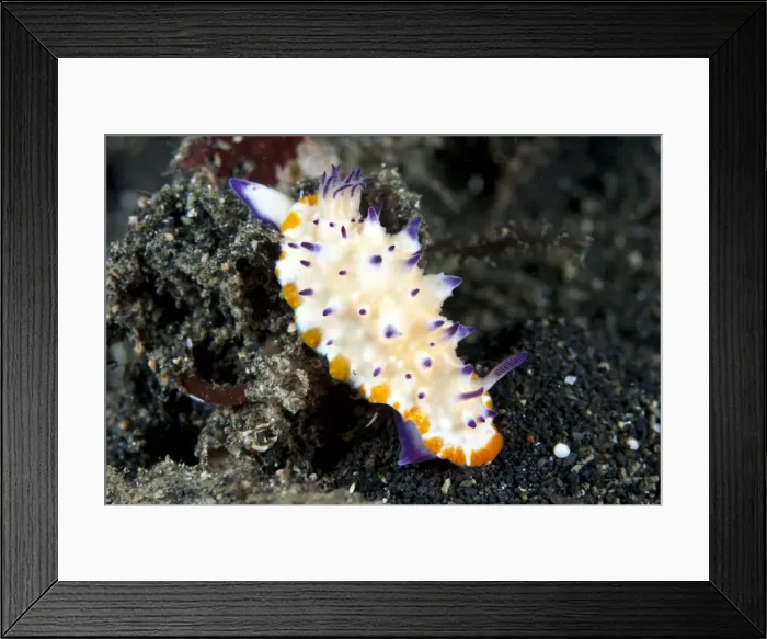 Framed Print : Nudibranch - Indonesia Framed Print : Nudibranch - Indonesia