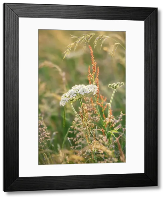 Framed Print : Hogweed Plant ME 954 Heracleum sphondlium © Johan De Meester / ardea. com Framed Print : Hogweed Plant ME 954 Heracleum sphondlium © Johan De Meester / ardea. com