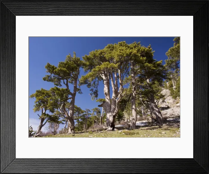 Framed Print : Black Pine / Crimean Pine - on Vali Cesmesi Gecidi Pass, at about 1800 metres; Taurus Mountains, south Turkey Framed Print : Black Pine / Crimean Pine - on Vali Cesmesi Gecidi Pass, at about 1800 metres; Taurus Mountains, south Turkey