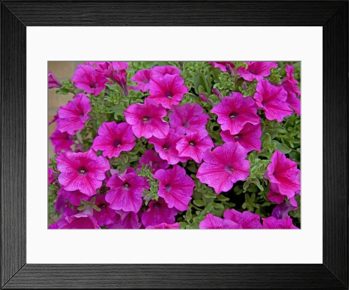 Framed Print : Petunias - in garden - Cheltenham - UK Framed Print : Petunias - in garden - Cheltenham - UK