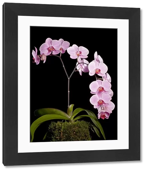 Orchid - Phalaenopsis Sacramento - Asia