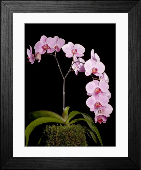 Framed Print : Orchid - Phalaenopsis Sacramento - Asia Framed Print : Orchid - Phalaenopsis Sacramento - Asia