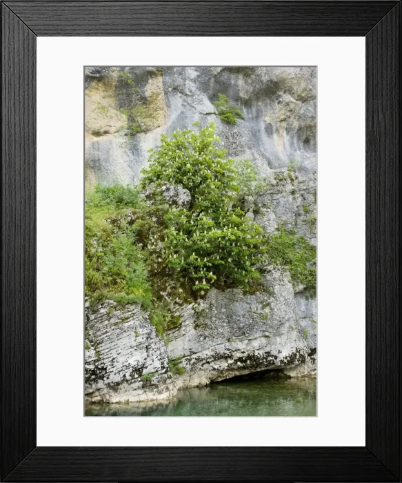 Framed Print : Horse-chestnut tree - in their native habitat on cliffs in the Vikos Gorge National Park, north Greece Framed Print : Horse-chestnut tree - in their native habitat on cliffs in the Vikos Gorge National Park, north Greece