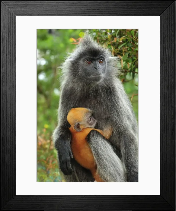 Framed Print : Silvery Lutung  /  Silvered Leaf Monkey  /  Silvery Langur - mother with baby - Kuala Selangor Nature Park - West Malaysia