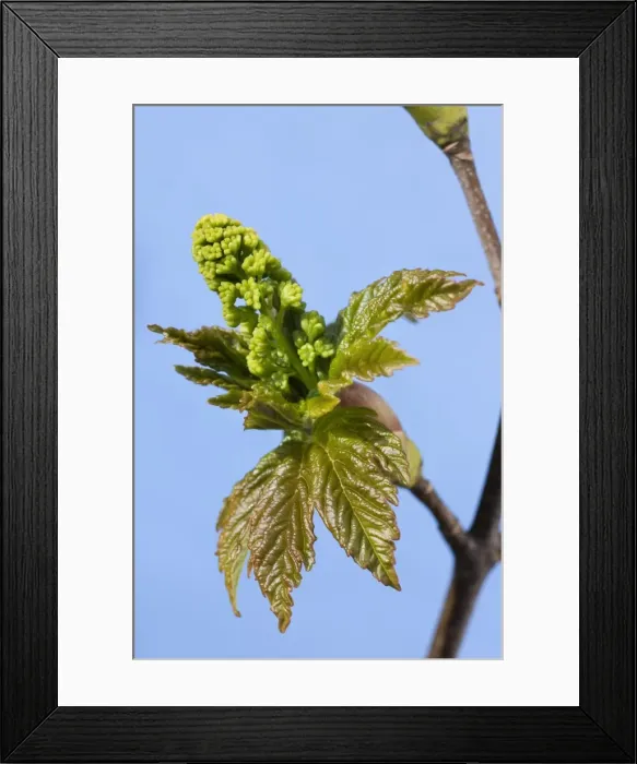 Framed Print : Sycamore Maple Tree - acorn leaves in spring Framed Print : Sycamore Maple Tree - acorn leaves in spring