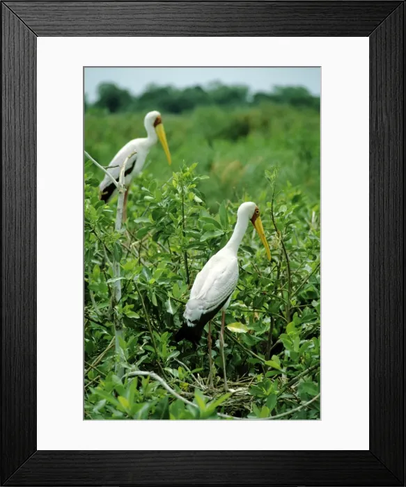 Framed Print : Yellow-billed Stork Framed Print : Yellow-billed Stork