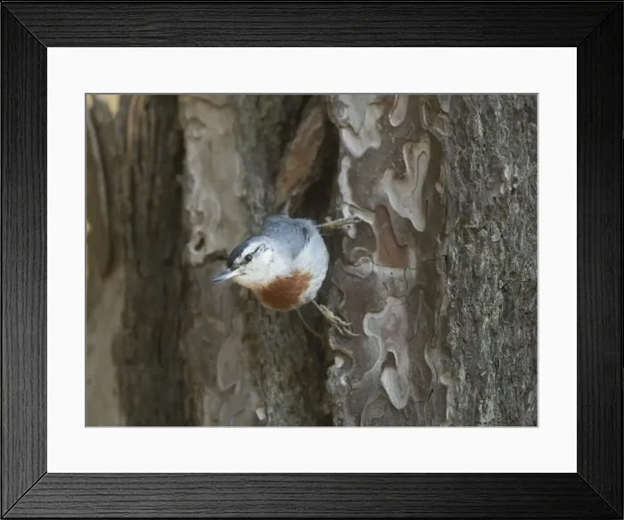 Framed Print : Kruper's Nuthatch - on Pine Tree - Southern Turkey - May Framed Print : Kruper's Nuthatch - on Pine Tree - Southern Turkey - May