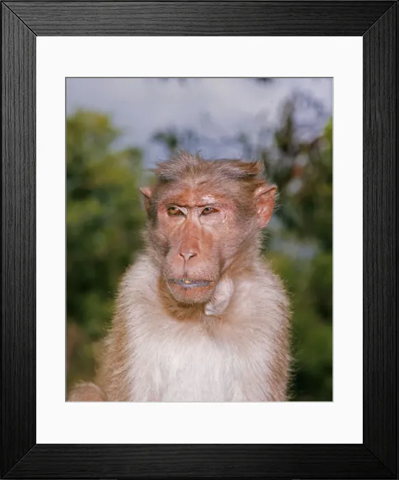 Framed Print : Bonnet Macaque Monkey JPF 48 Macaca radiata © Jean Paul Ferrero / ARDEA LONDON Framed Print : Bonnet Macaque Monkey JPF 48 Macaca radiata © Jean Paul Ferrero / ARDEA LONDON