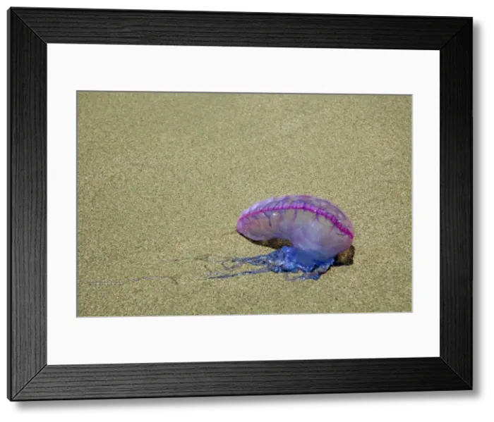Framed Print : Portuguese Man o War - washed ashore on the beach in Tobago Framed Print : Portuguese Man o War - washed ashore on the beach in Tobago