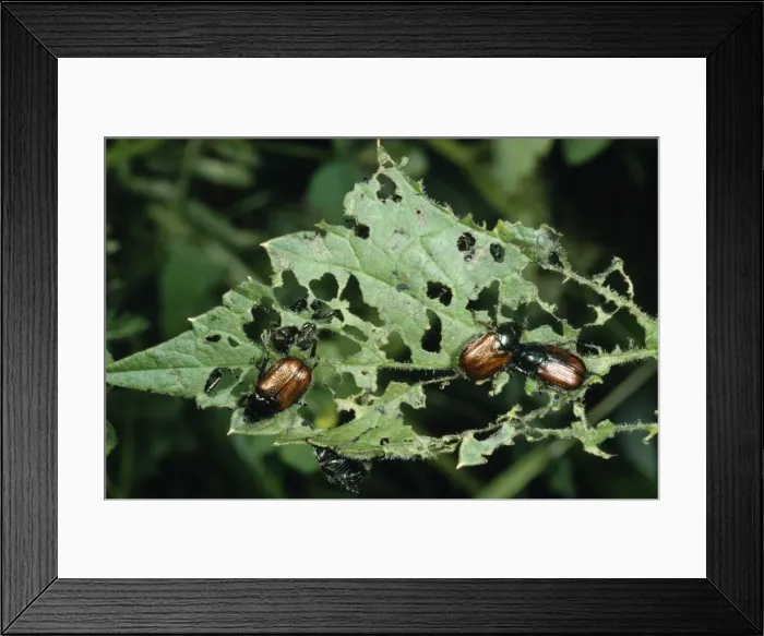 Framed Print : Garden Chafer ROG 8570 Garden pest, UK. Phyllopertha horticola © Bob Gibbons / ardea. com Framed Print : Garden Chafer ROG 8570 Garden pest, UK. Phyllopertha horticola © Bob Gibbons / ardea. com