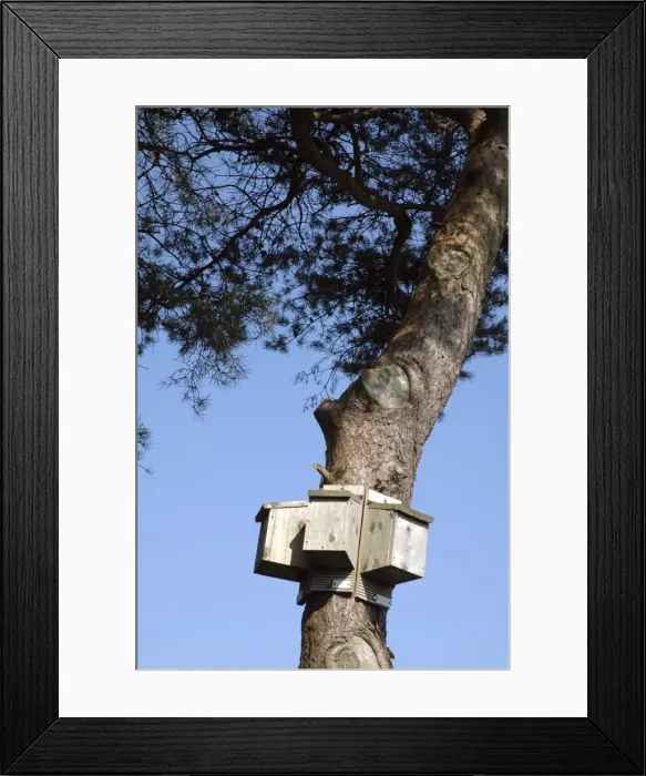 Framed Print : Bat boxes set up to offer a range of exposures to the warmth of the Sun Framed Print : Bat boxes set up to offer a range of exposures to the warmth of the Sun