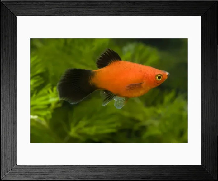 Framed Print : Southern Platyfish / Common Platy / Moonfish / Mickey Mouse Platy Framed Print : Southern Platyfish / Common Platy / Moonfish / Mickey Mouse Platy