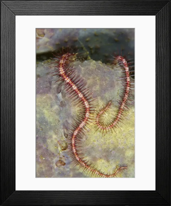 Framed Print : Brittle Star - Indonesia Framed Print : Brittle Star - Indonesia