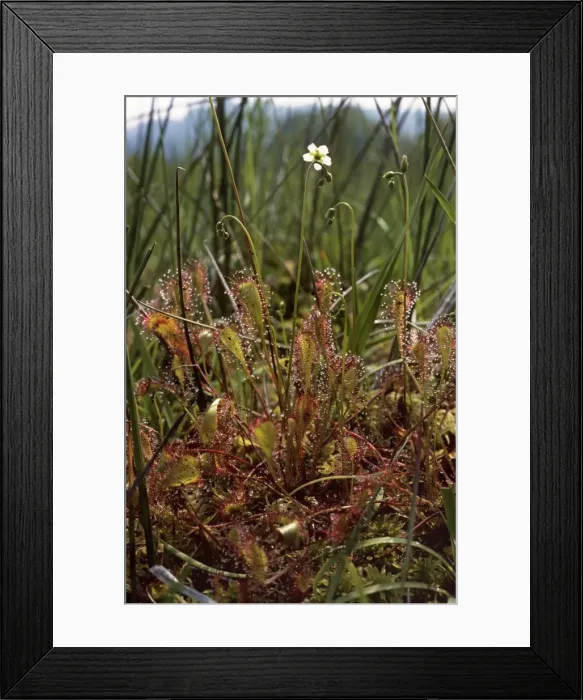 Framed Print : Great Sundew - New Forest - UK Framed Print : Great Sundew - New Forest - UK