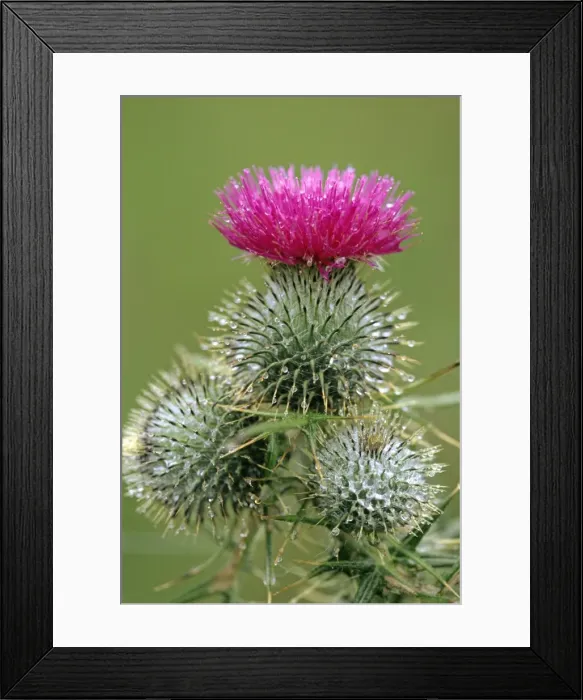 Framed Print : Spear Thistle - widespread weed Framed Print : Spear Thistle - widespread weed