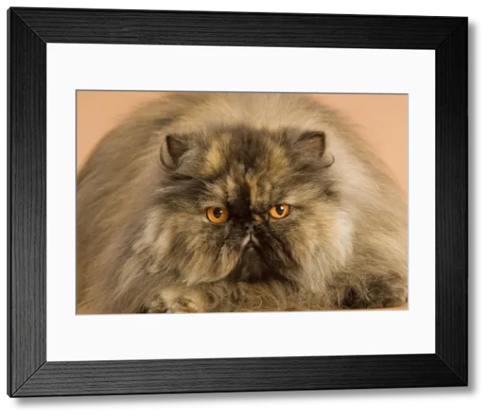 Framed Print : Cat - Persian tortoiseshell Framed Print : Cat - Persian tortoiseshell