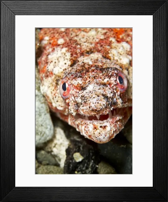 Framed Print : Reptilian Snake Eel - Indonesia Framed Print : Reptilian Snake Eel - Indonesia