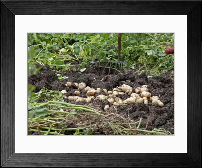 Framed Print : Newly dug potatoes laying on soil - Cotswolds - UK Framed Print : Newly dug potatoes laying on soil - Cotswolds - UK