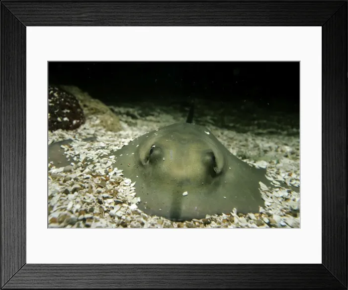 Framed Print : Stingray. PM-7952. Common STINGRAY. Dasyatis pastinaca. Pat Morris. Framed Print : Stingray. PM-7952. Common STINGRAY. Dasyatis pastinaca. Pat Morris.