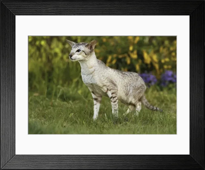 Framed Print : Cat - Siamese