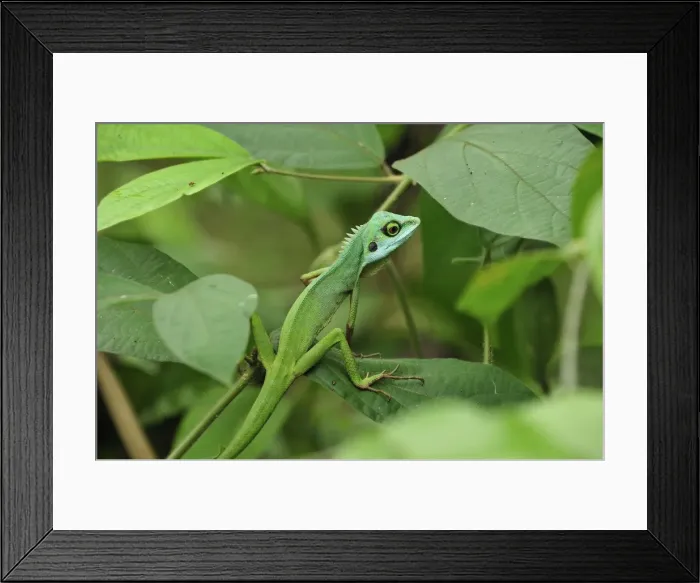 Framed Print : Green Crested Lizard - Cameron Highlands - West Malaysia Framed Print : Green Crested Lizard - Cameron Highlands - West Malaysia