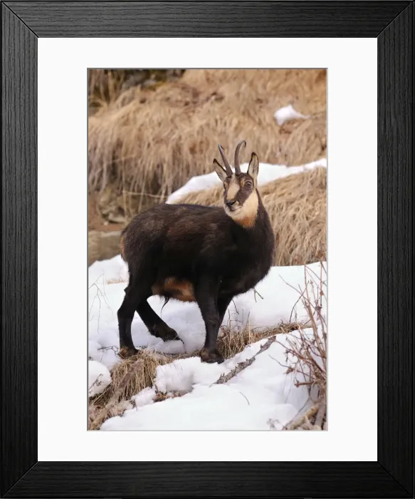Framed Print : Alpine Chamois - Alps - Italy Framed Print : Alpine Chamois - Alps - Italy