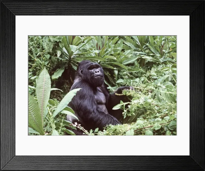 Framed Print : Mountain Gorilla AU 49 Framed Print : Mountain Gorilla AU 49