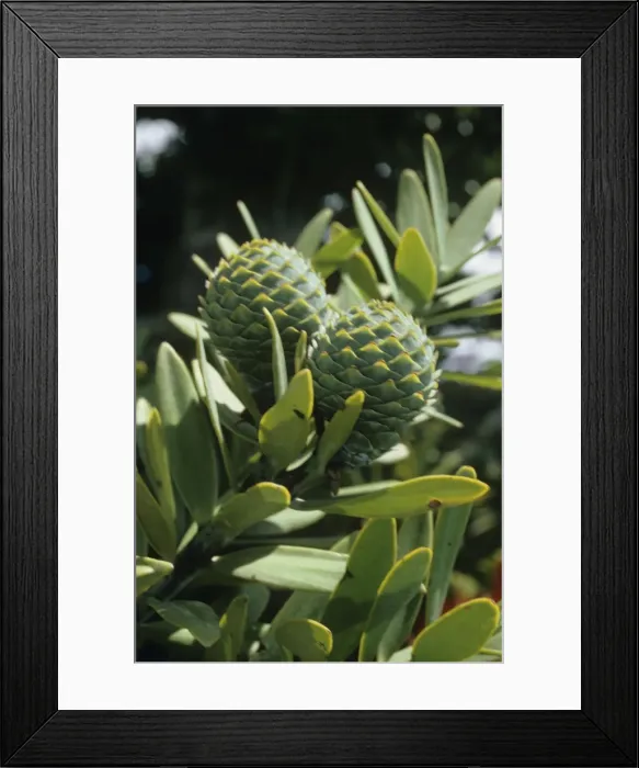 Framed Print : Kauri - cones - New Zealand Framed Print : Kauri - cones - New Zealand