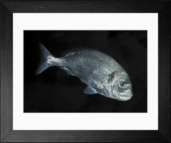 Framed Print : Gilthead, English Channel south to Mediterranean and west Africa Framed Print : Gilthead, English Channel south to Mediterranean and west Africa