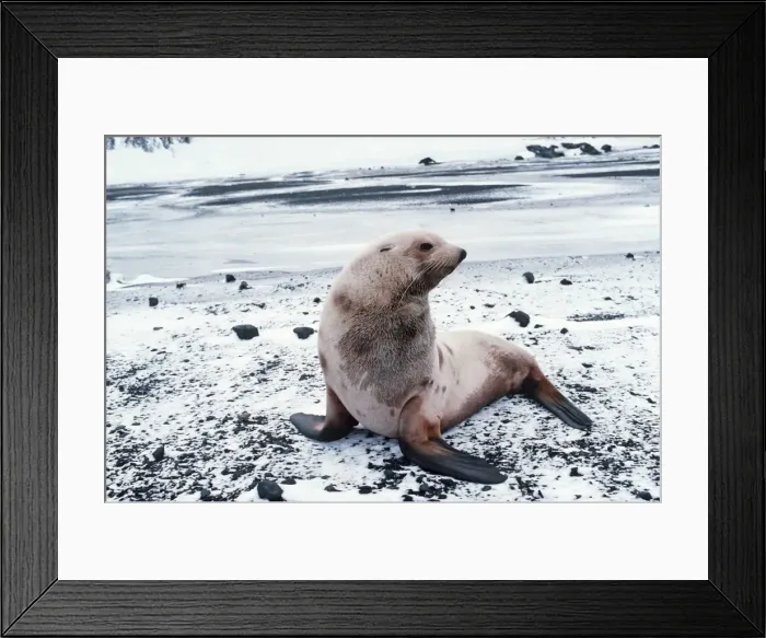 Framed Print : Antarctic Fur Seal - albino resting on snow covered rocks AU-812 Framed Print : Antarctic Fur Seal - albino resting on snow covered rocks AU-812