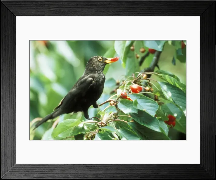 Framed Print : Blackbird ME 1053 Eating cherries Tyto alba © Johan De Meester / ardea. com Framed Print : Blackbird ME 1053 Eating cherries Tyto alba © Johan De Meester / ardea. com