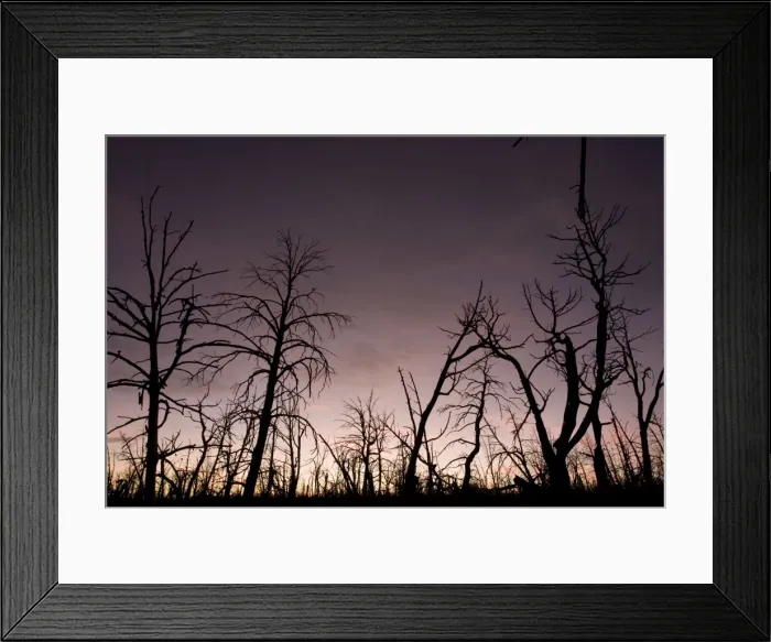 Framed Print : After-effects of major forest fire in Mesa Verde National Park. Burnt pines etc. at sunset. Colorado, USA Framed Print : After-effects of major forest fire in Mesa Verde National Park. Burnt pines etc. at sunset. Colorado, USA
