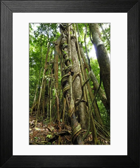 Framed Print : Strangler fig tree - Danum Valley Conservation Area - Sabah - Borneo - Malaysia Framed Print : Strangler fig tree - Danum Valley Conservation Area - Sabah - Borneo - Malaysia