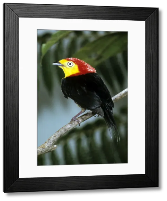 Framed Print : Wire-tailed Manakin Framed Print : Wire-tailed Manakin