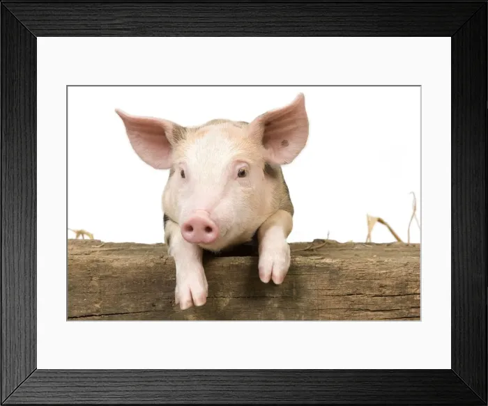 Framed Print : Pig - Piglet looking over fence Framed Print : Pig - Piglet looking over fence