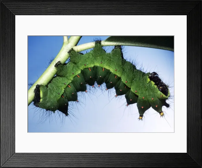Framed Print : Indian Moon Moth Caterpillar Framed Print : Indian Moon Moth Caterpillar