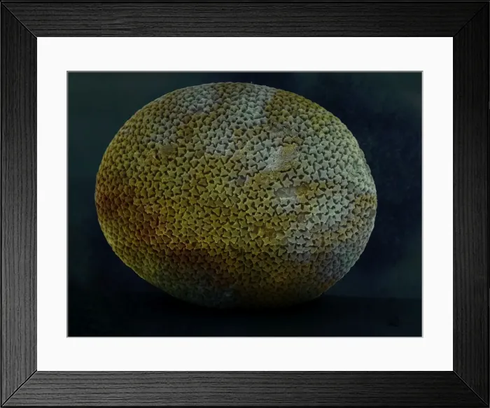 Framed Print : Radiolarian?? Framed Print : Radiolarian??