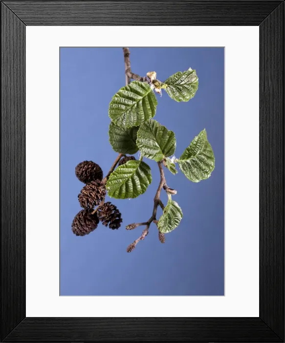 Framed Print : Alder Tree - catkins with leaves Framed Print : Alder Tree - catkins with leaves