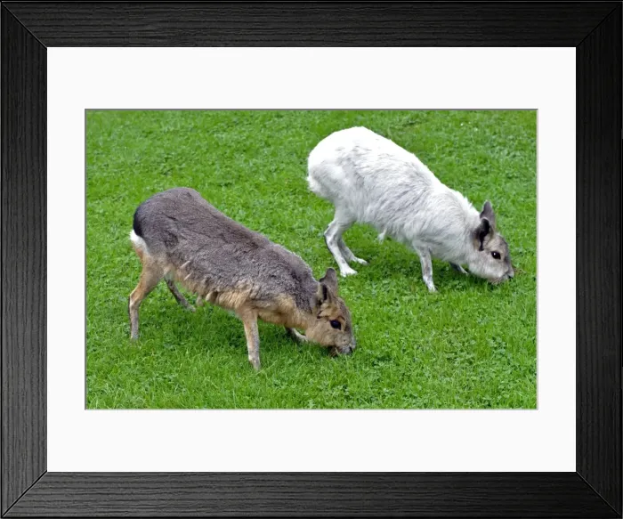 Framed Print : Mara - normal and white colour variant - grasslands of South America Framed Print : Mara - normal and white colour variant - grasslands of South America