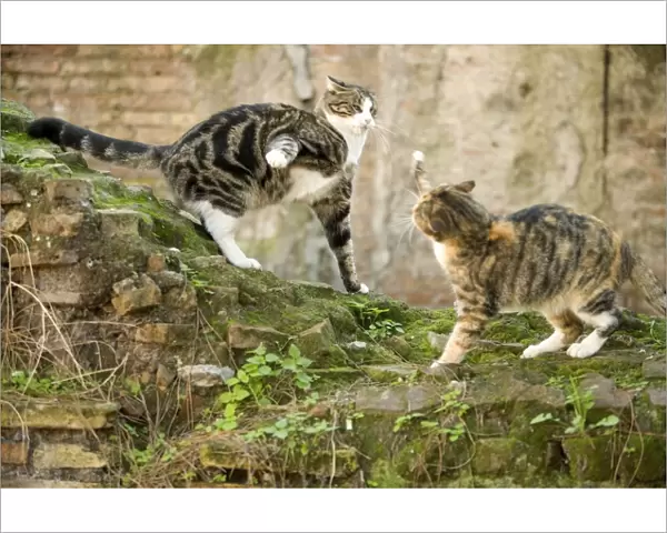 Cats - fighting - Markets of Trajan - Rome - Italy