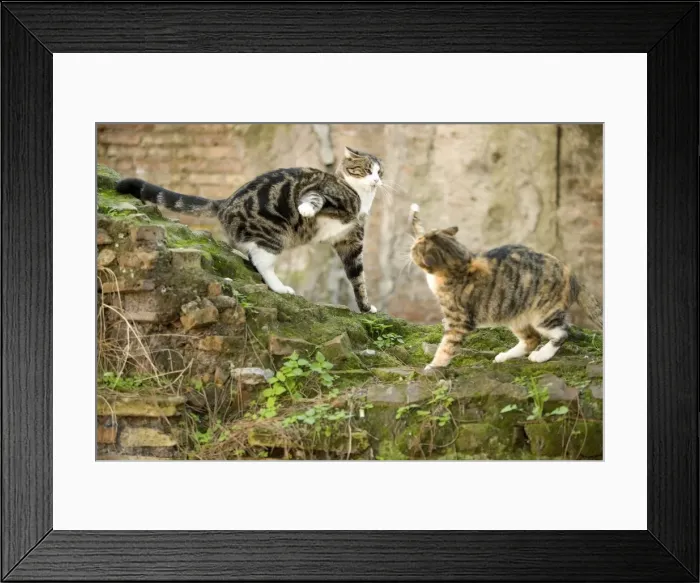 Framed Print : Cats - fighting - Markets of Trajan - Rome - Italy Framed Print : Cats - fighting - Markets of Trajan - Rome - Italy